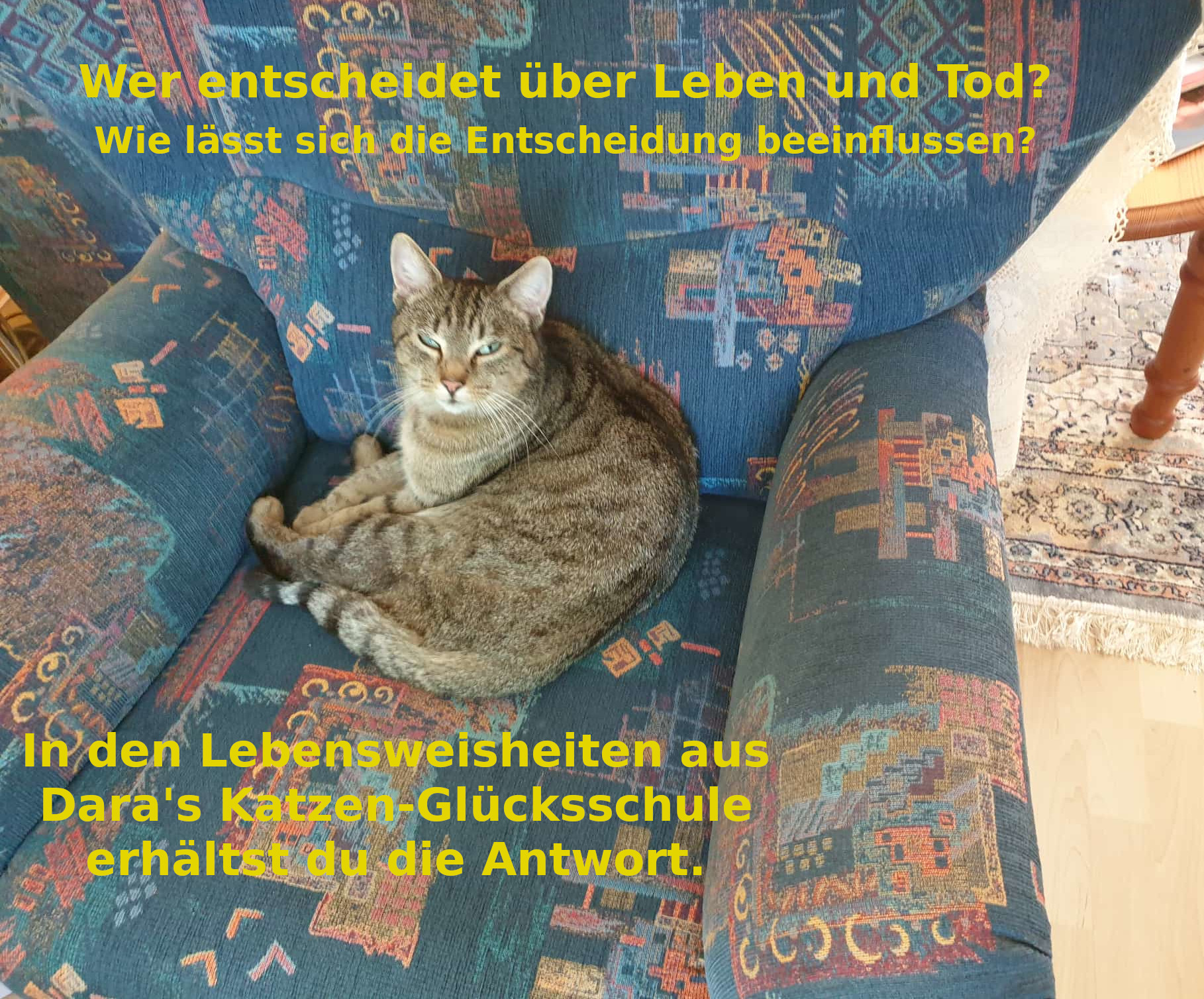 Katzen-Glücksschule