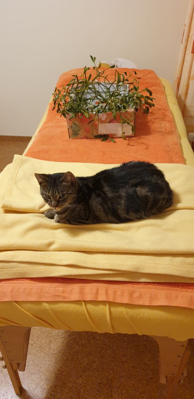 Katzen-Mistel-Therapie